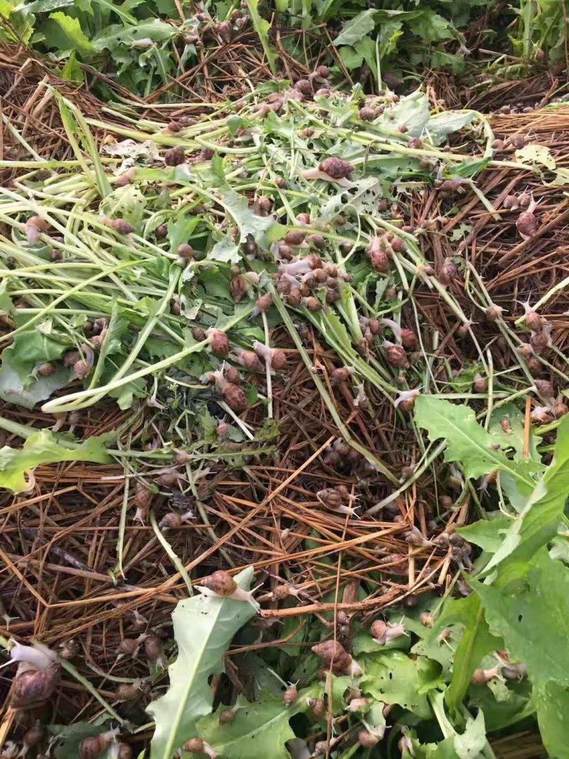 白玉蜗牛一个年挣百万的新型行业