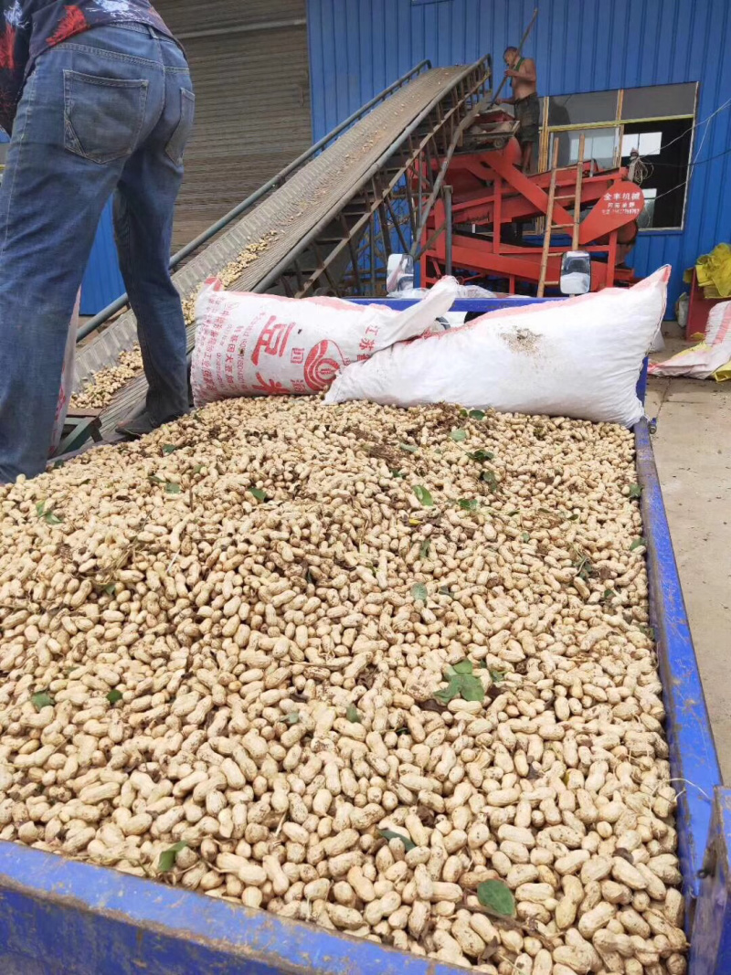 鲜花生小白沙四粒红市场货电商加工厂大量供应