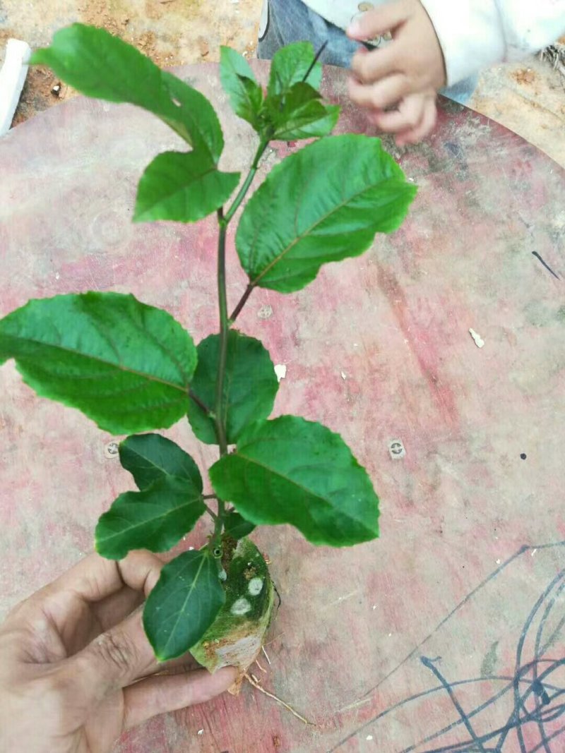 百香果苗