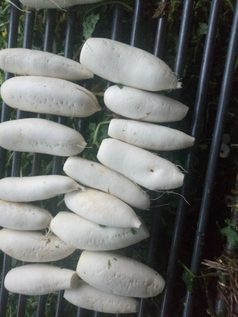 白萝卜，出口萝卜，泡菜厂萝卜，做饲料萝卜