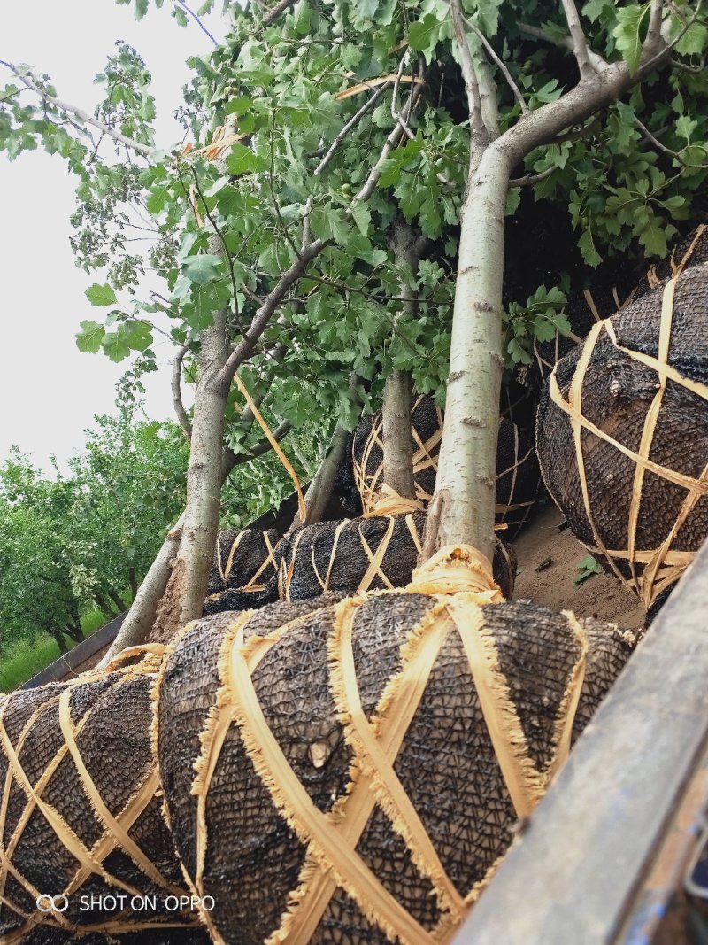 出售定植山楂树，产地直供，支持线上交易。