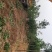 出售定植山楂树，产地直供，支持线上交易。