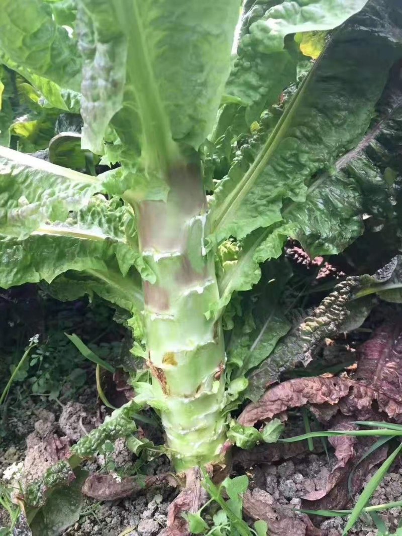 紫皮绿肉高品质绵蔬九州红霞香莴笋种子味浓红尖叶莴苣种籽