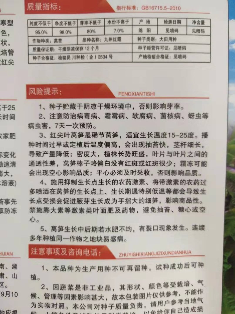 紫皮绿肉高品质绵蔬九州红霞香莴笋种子味浓红尖叶莴苣种籽