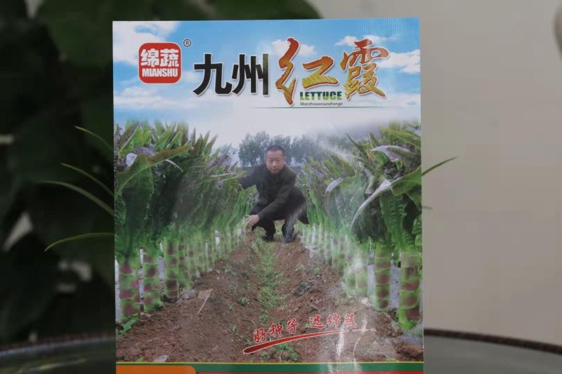 紫皮绿肉高品质绵蔬九州红霞香莴笋种子味浓红尖叶莴苣种籽