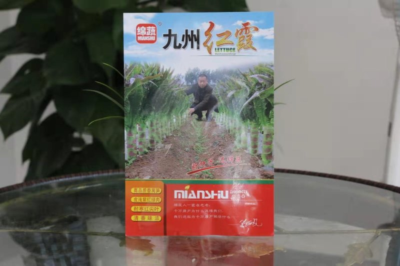 紫皮绿肉高品质绵蔬九州红霞香莴笋种子味浓红尖叶莴苣种籽