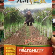 紫皮绿肉高品质绵蔬九州红霞香莴笋种子味浓红尖叶莴苣种籽