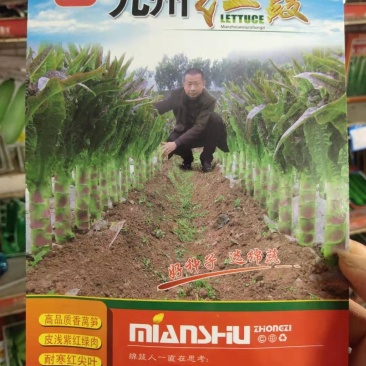 紫皮绿肉高品质绵蔬九州红霞香莴笋种子味浓红尖叶莴苣种籽