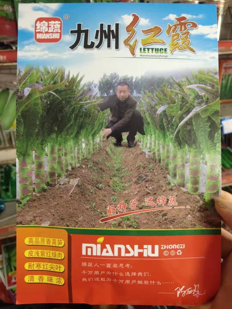 紫皮绿肉高品质绵蔬九州红霞香莴笋种子味浓红尖叶莴苣种籽