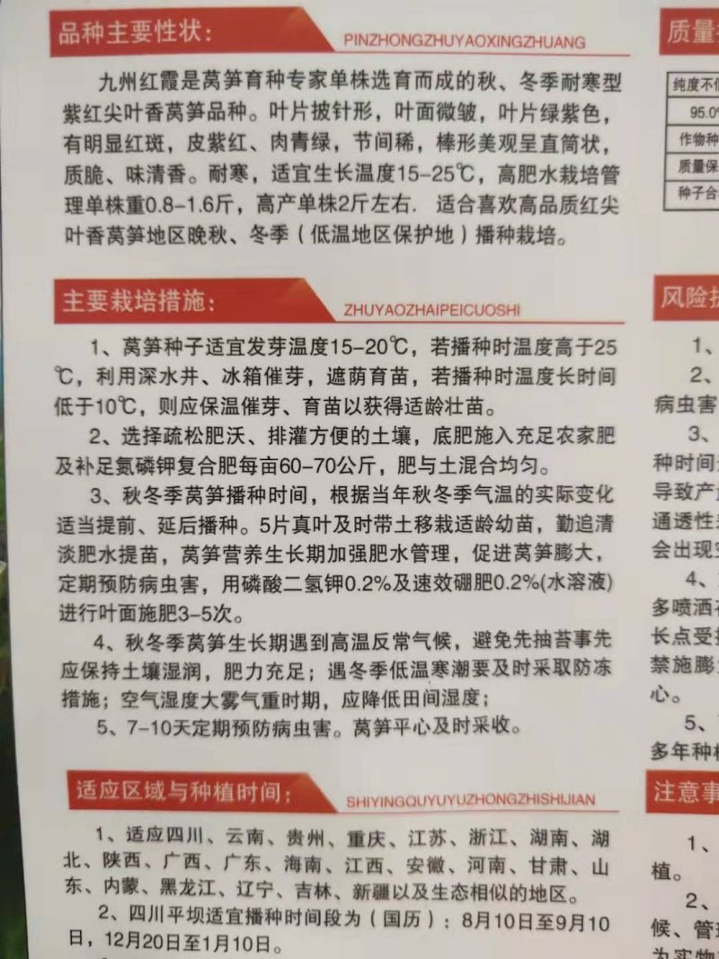 紫皮绿肉高品质绵蔬九州红霞香莴笋种子味浓红尖叶莴苣种籽