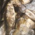 斑鳜鱼，桂鱼花季鱼活体全国发货，量大寻求合作伙伴