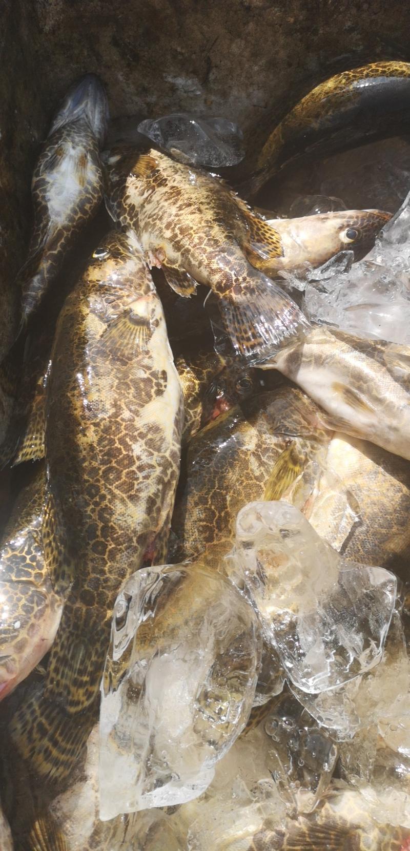 斑鳜鱼，桂鱼花季鱼活体全国发货，量大寻求合作伙伴