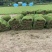 精品马尼拉草坪，草块