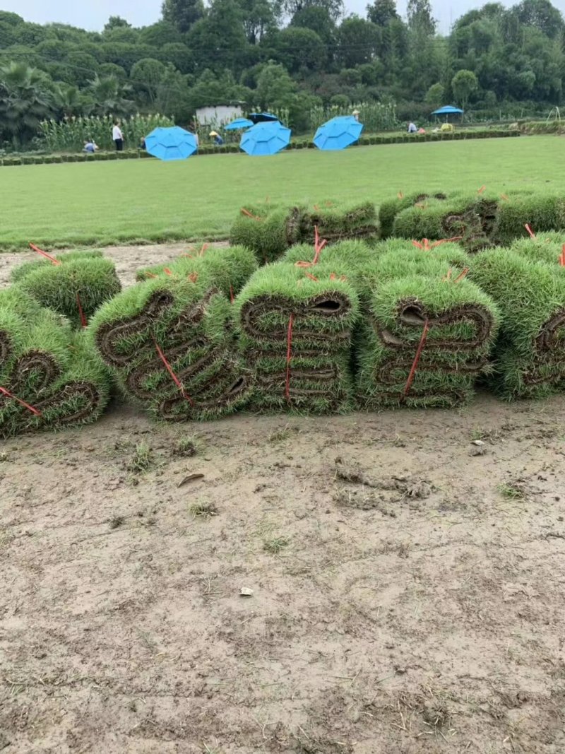精品马尼拉草坪，草块