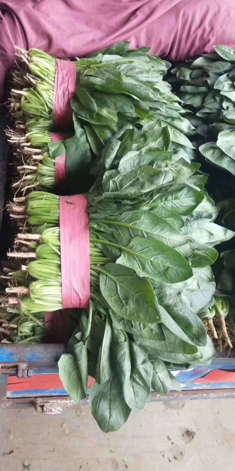 河北永年精品大叶菠菜大量供应中，可供大型批发市场和加工厂