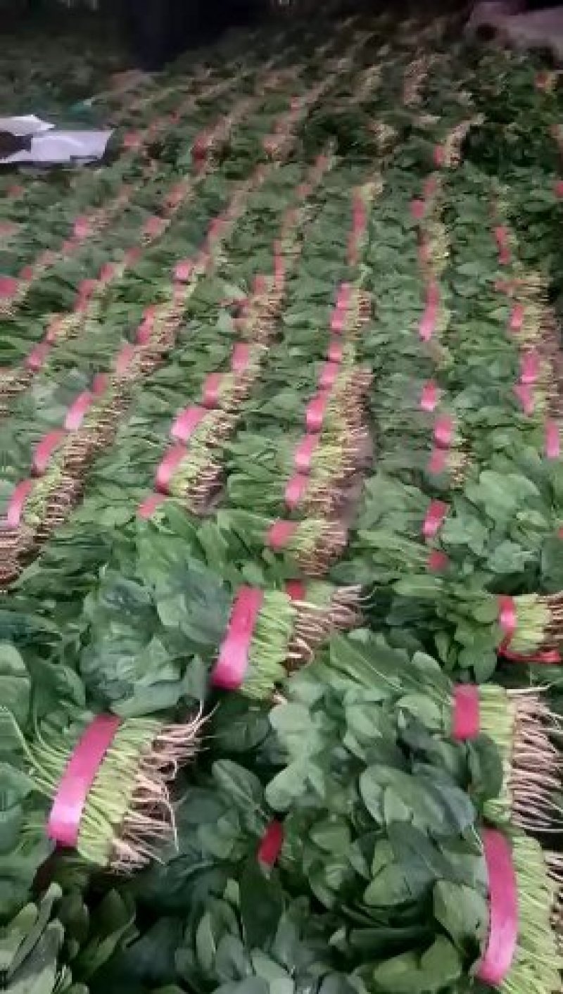 河北永年精品大叶菠菜大量供应中，可供大型批发市场和加工厂
