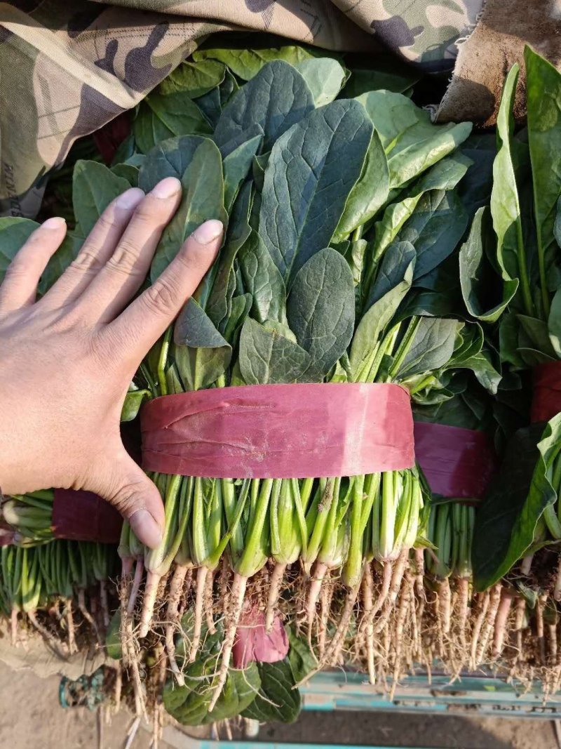 河北永年精品大叶菠菜大量供应中，可供大型批发市场和加工厂