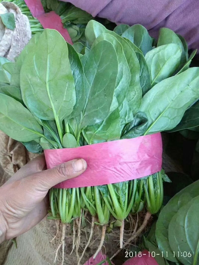 河北永年精品大叶菠菜大量供应中，可供大型批发市场和加工厂