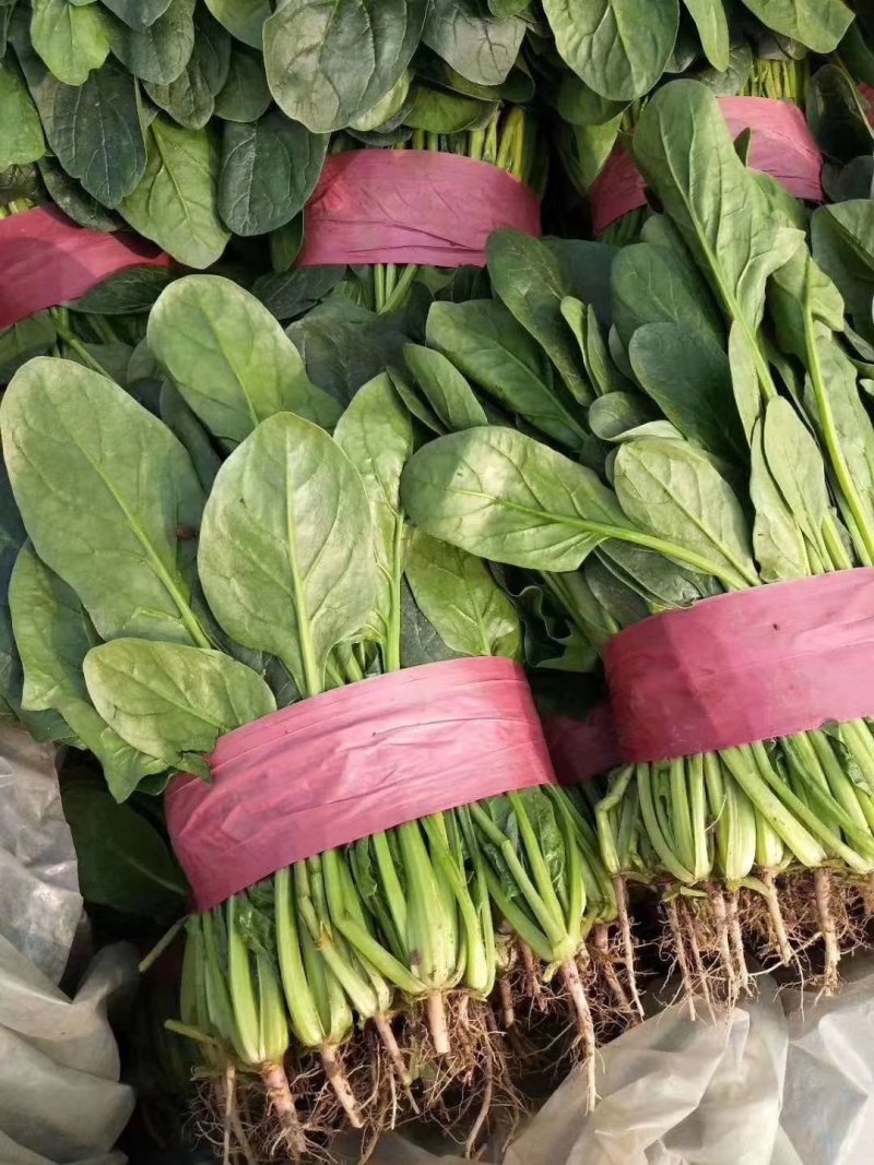 河北永年精品大叶菠菜大量供应中，可供大型批发市场和加工厂