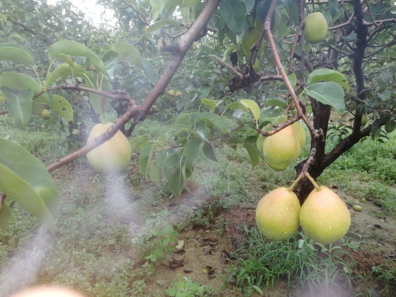 红香酥简称，香梨，