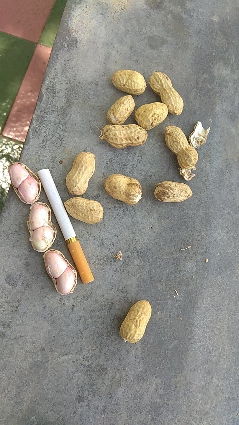 河南鲜花生罗汉果花生，工厂货，市场，电商一手货源
