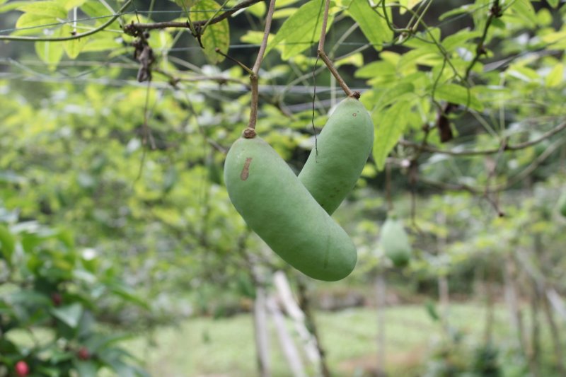 出售黑老虎，福布娜，蜜多罗，价格便宜