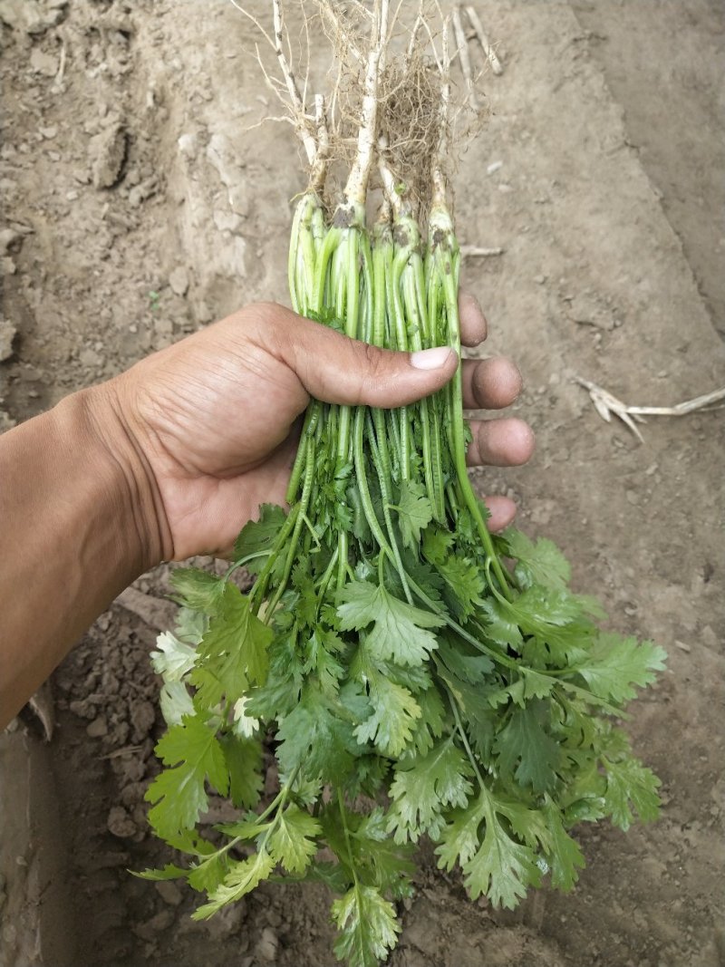 陆地精品香菜上市，质优价廉！