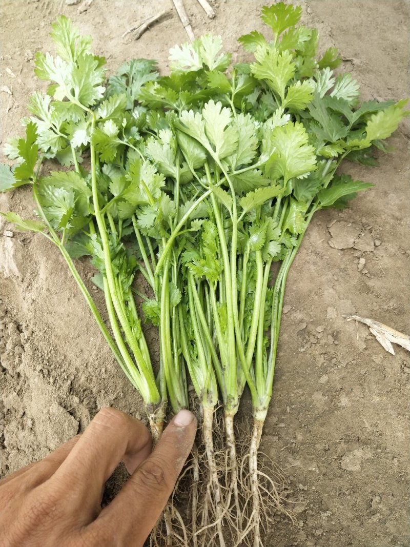 陆地精品香菜上市，质优价廉！