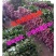 玫瑰鲜花花束婚庆用花家庭办公插花装饰团购批发