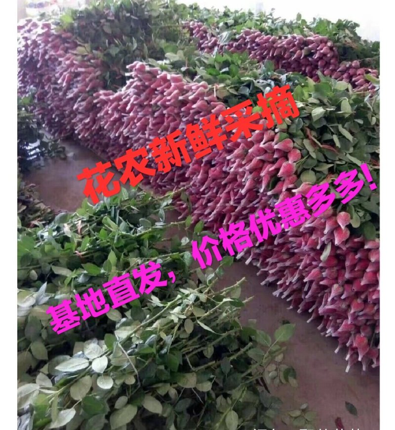 玫瑰鲜花花束婚庆用花家庭办公插花装饰团购批发