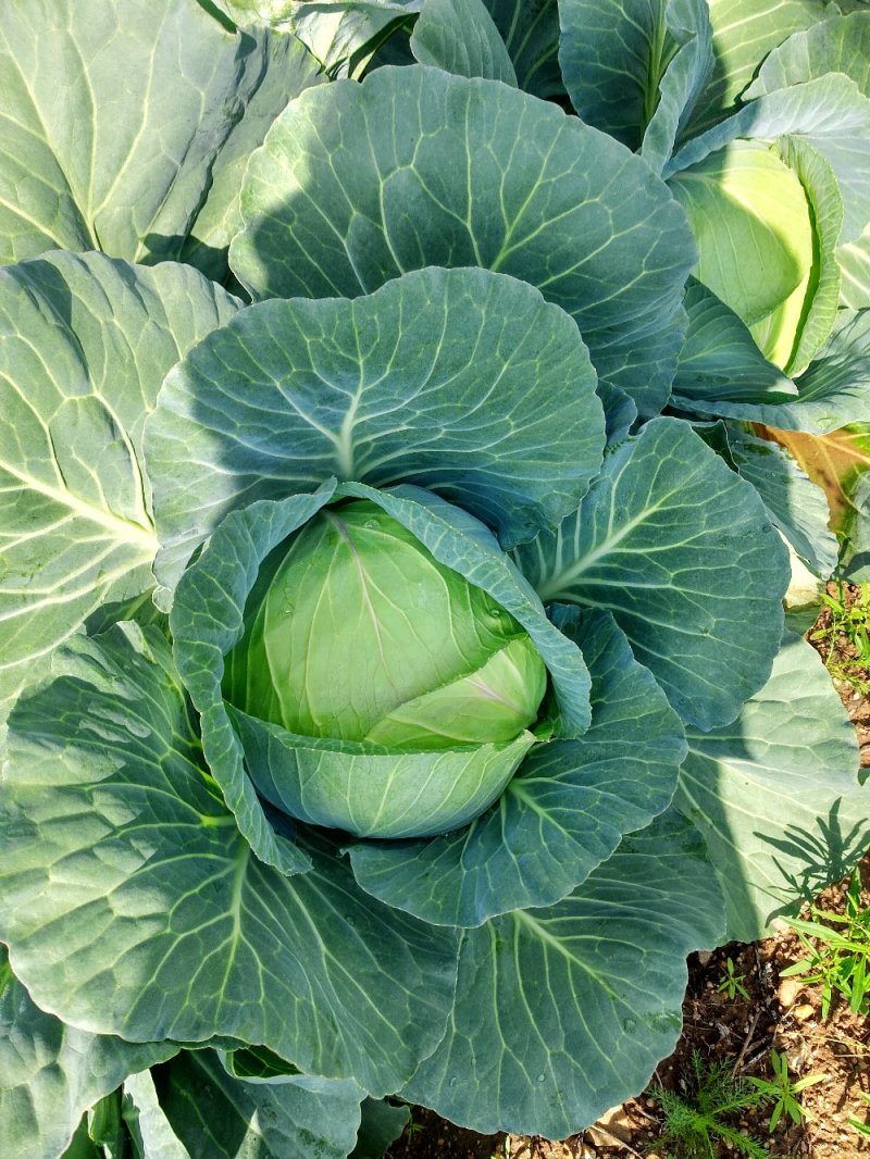 中甘蓝