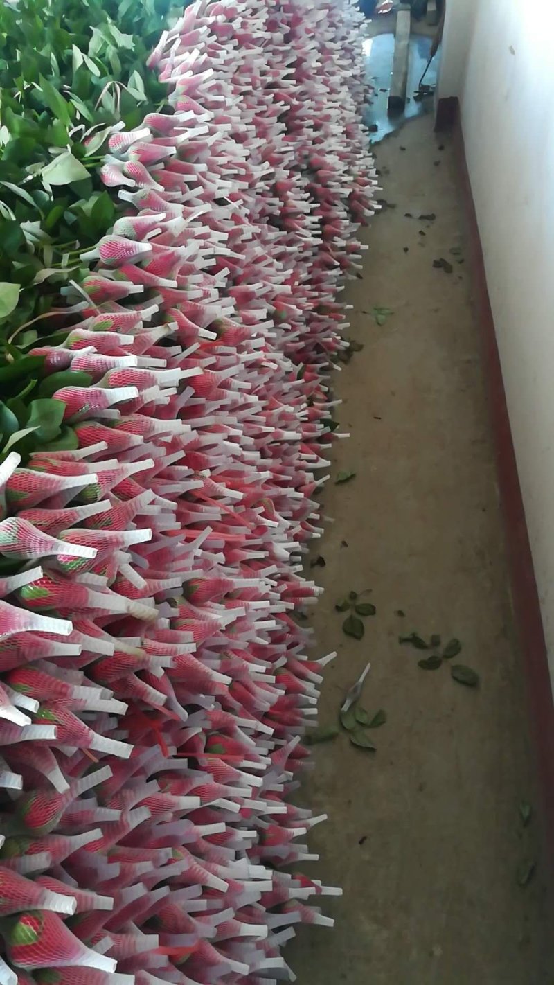 玫瑰鲜花花束婚庆用花家庭办公插花装饰团购批发