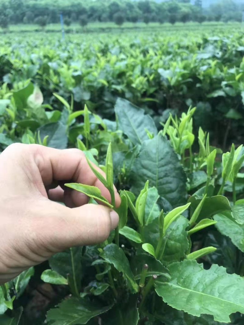 英德红茶
