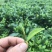 英德红茶