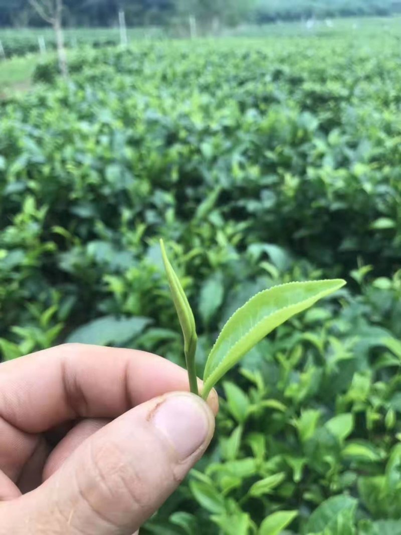 英德红茶