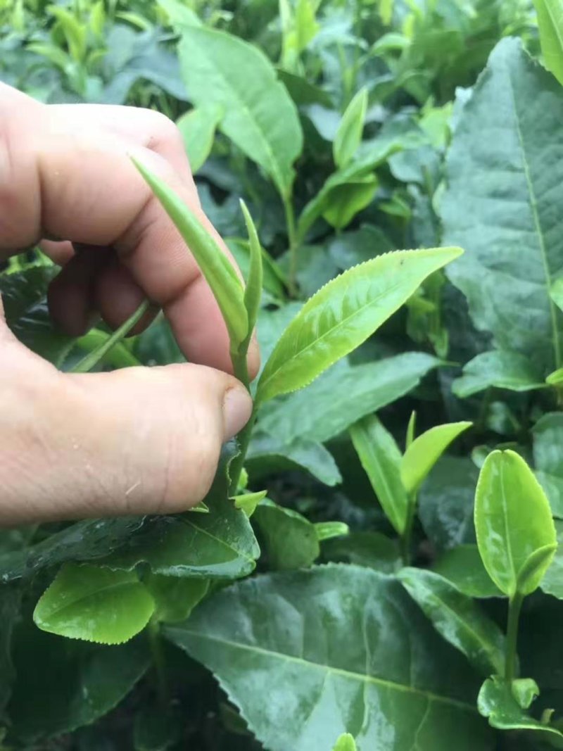 英德红茶