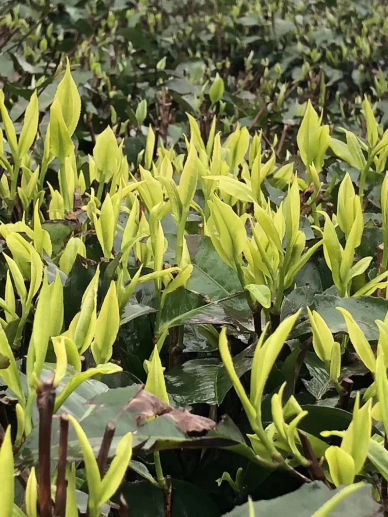 英德红茶