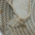 银鳕鱼