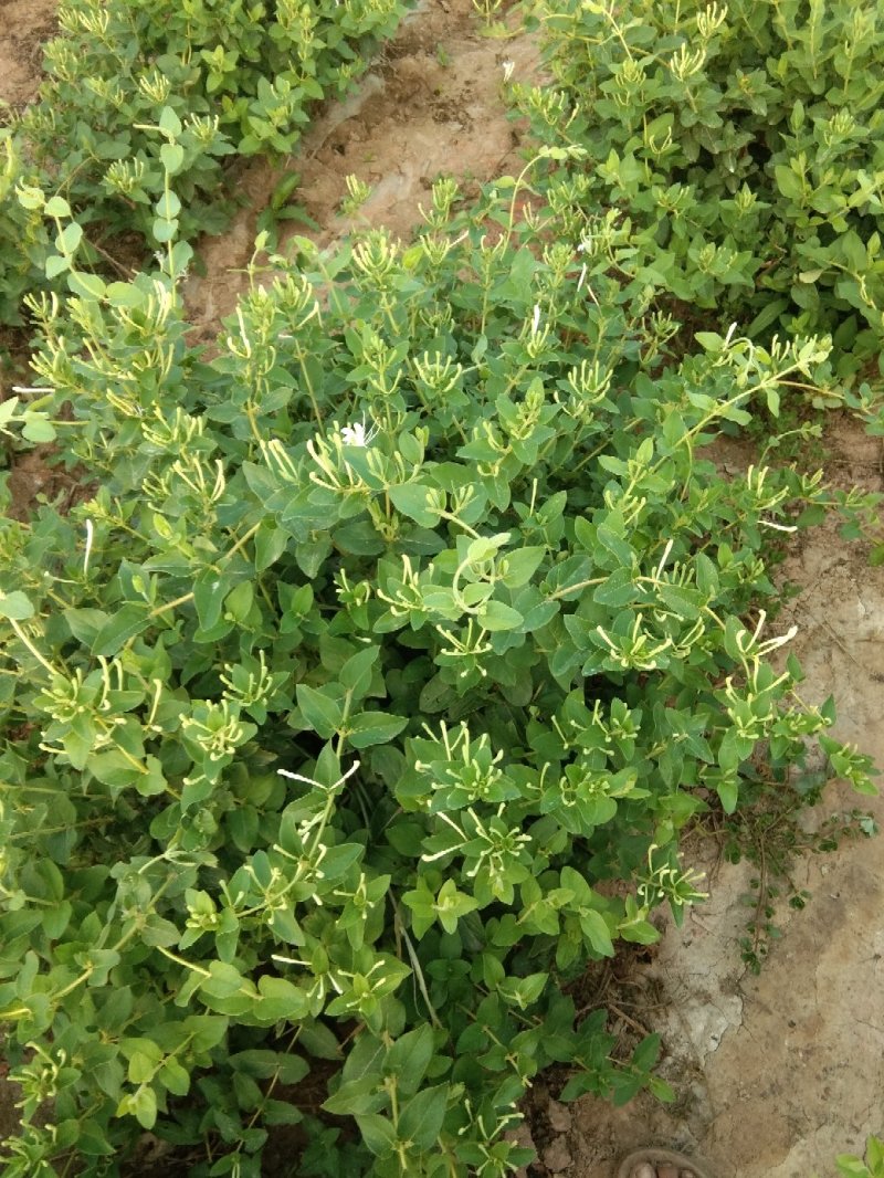金银花苗