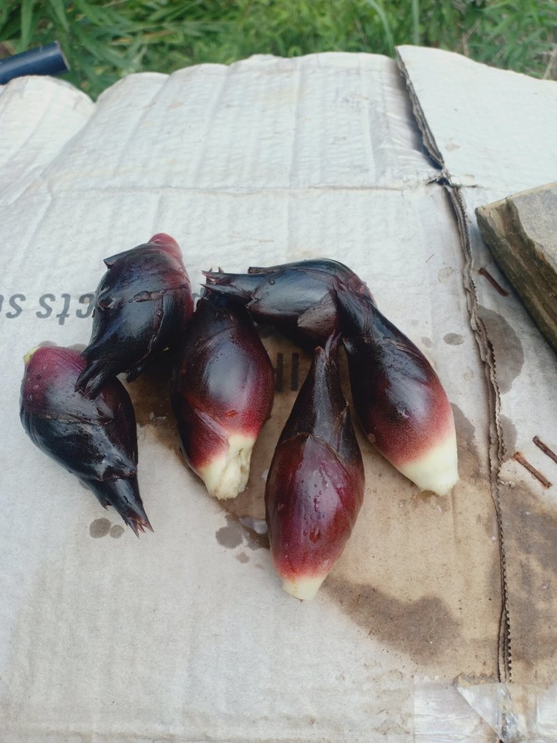 原生态阳荷，基地一手货源。