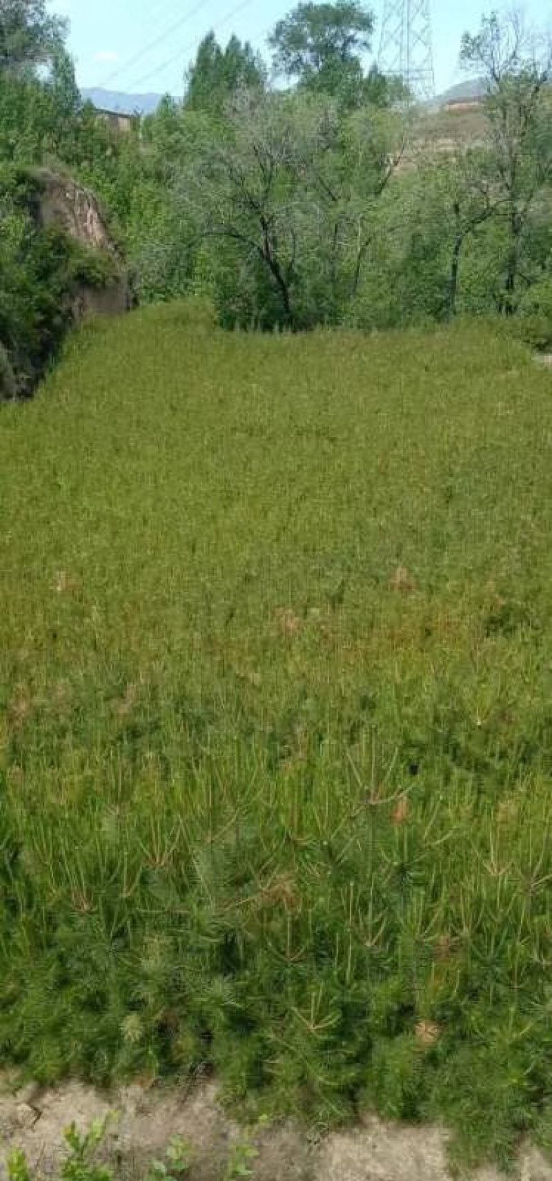 出售杯苗油松白皮松，侧柏，国槐山杏山桃