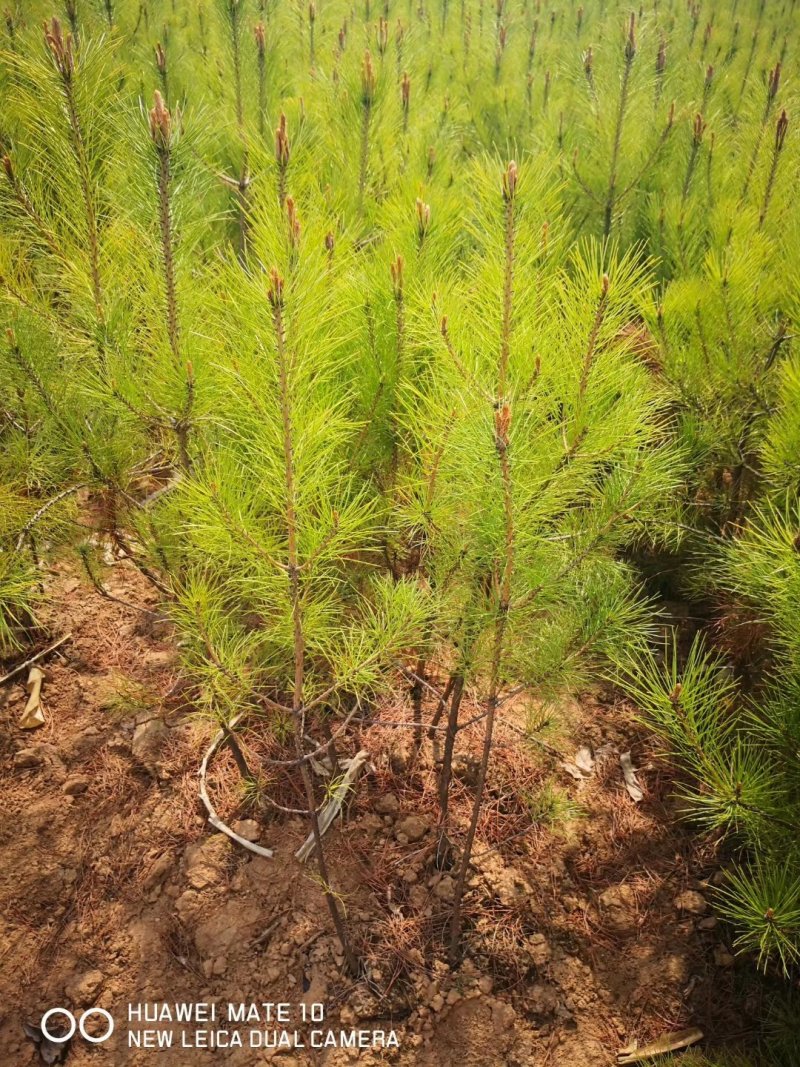 出售杯苗油松白皮松，侧柏，国槐山杏山桃