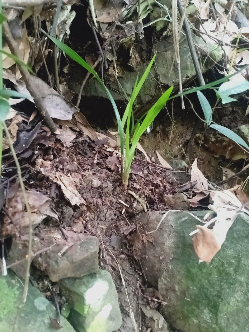 下山兰，多种品种现挖现发。量大的老板提前联系，价格可优惠