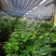 头年种第二年就结果。纯正滇重楼，七叶一支花统货