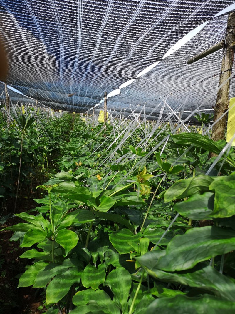 头年种第二年就结果。纯正滇重楼，七叶一支花统货