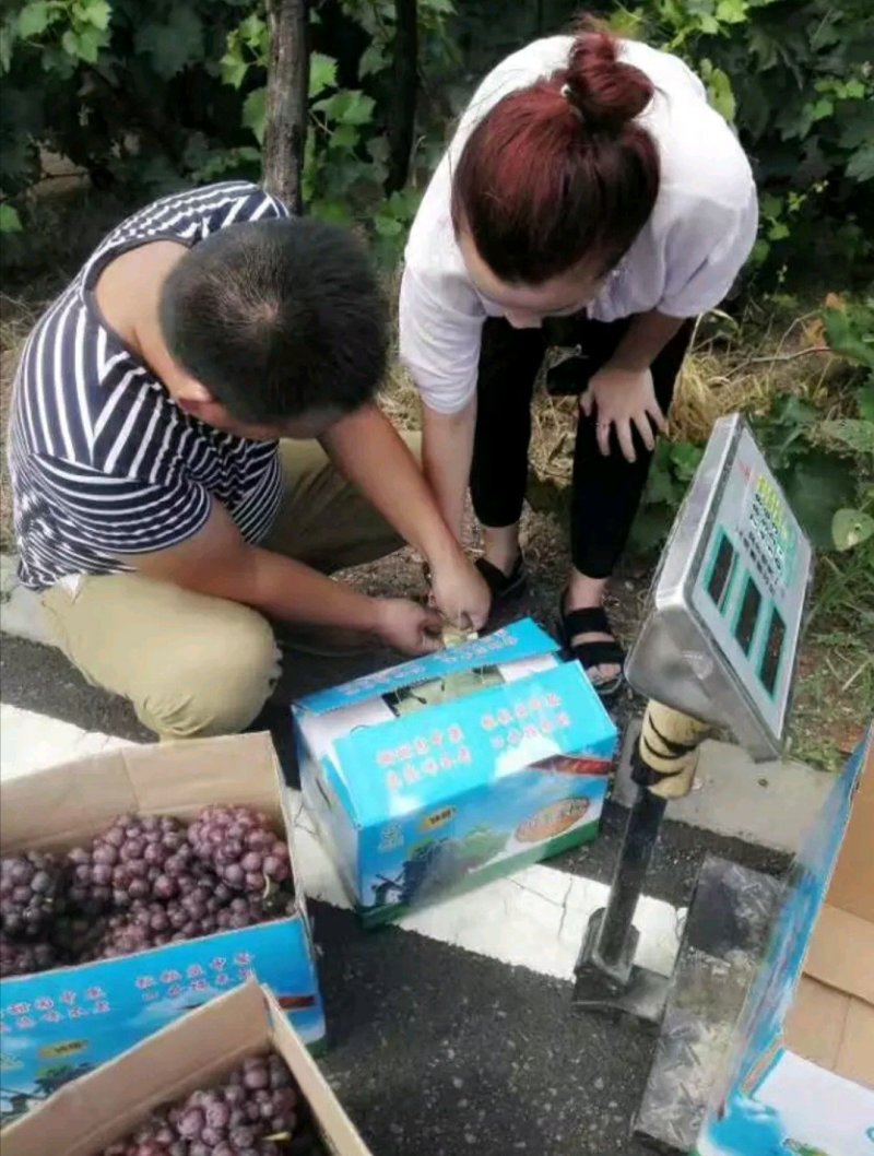 巨峰葡萄