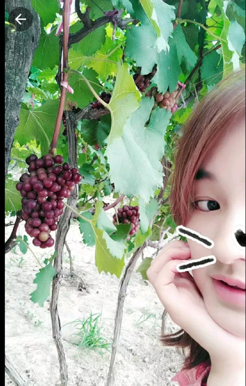 巨峰葡萄