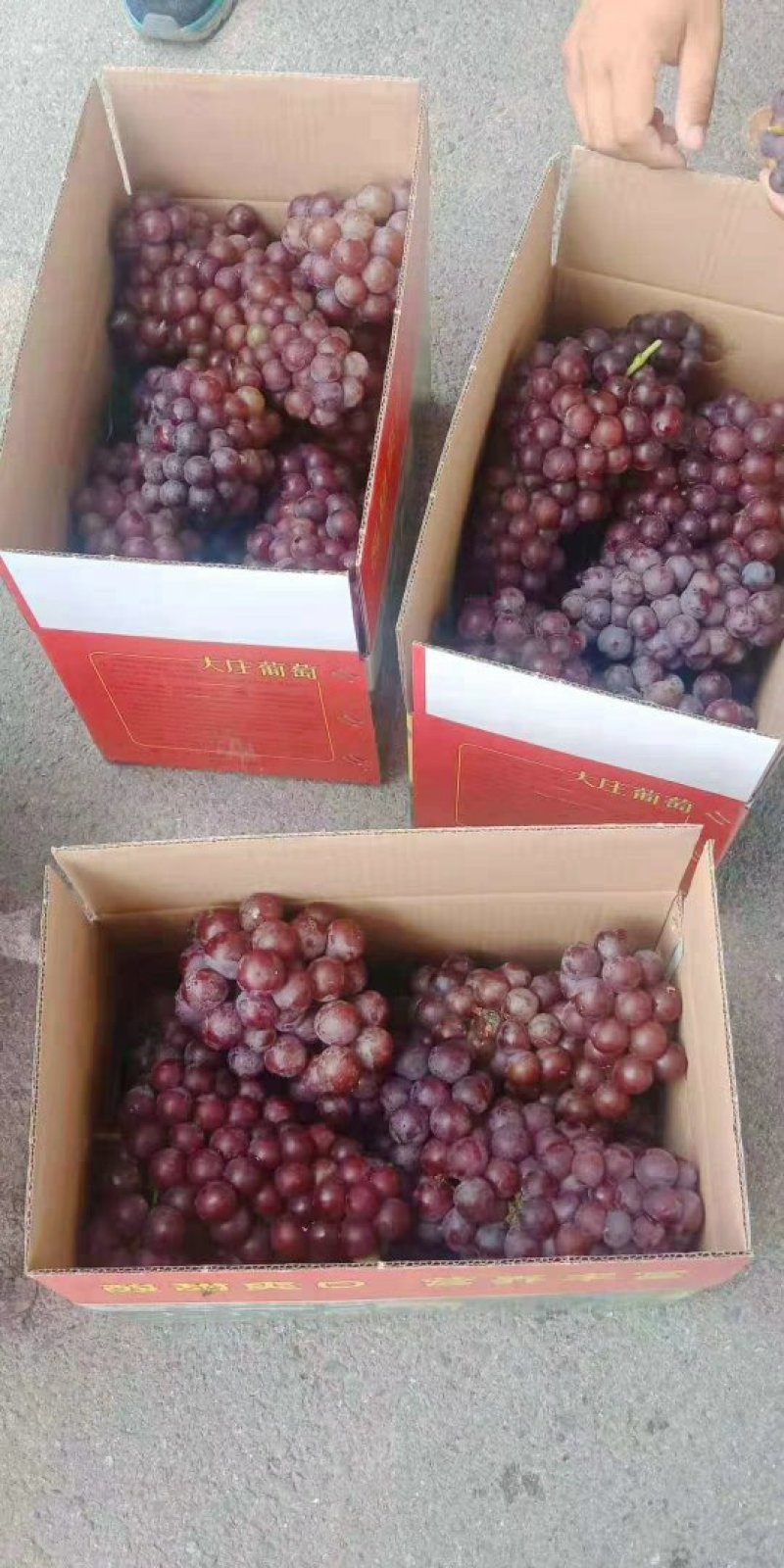 巨峰葡萄
