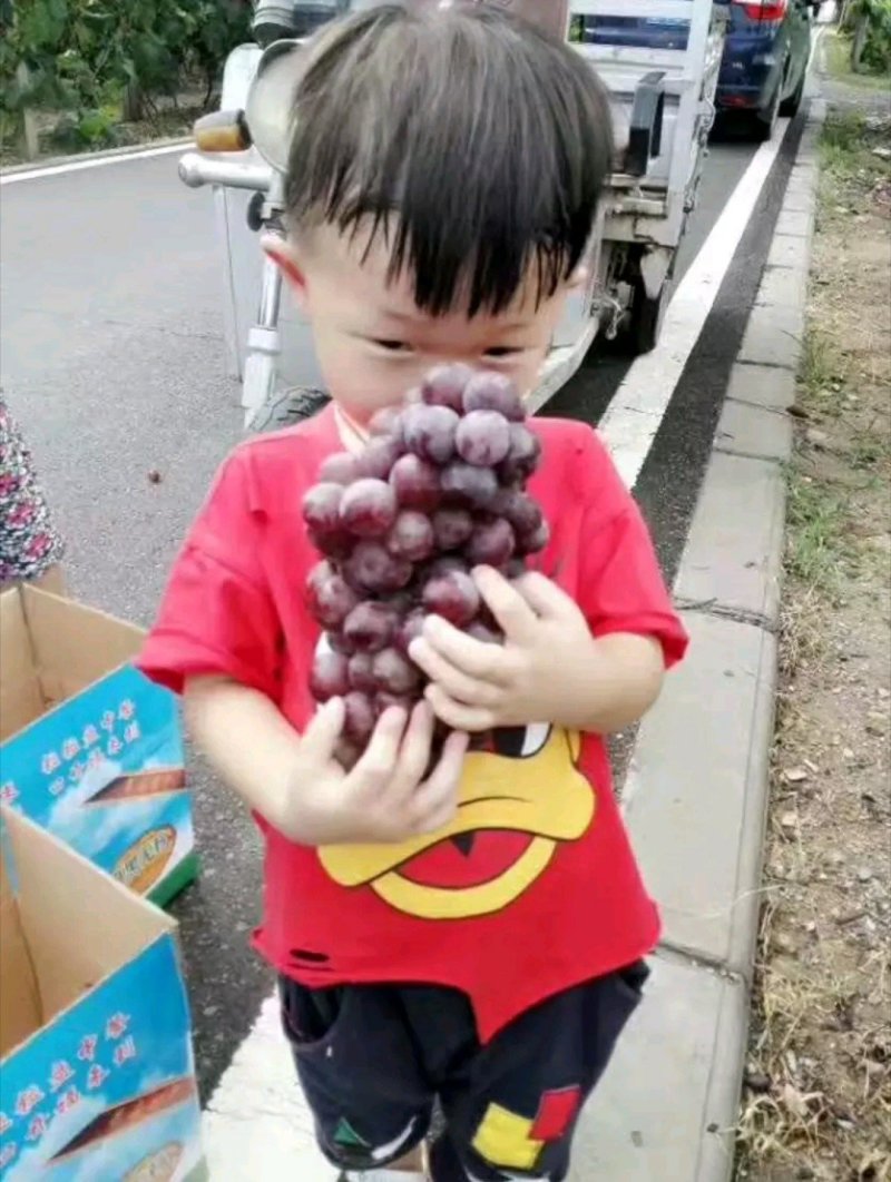 巨峰葡萄