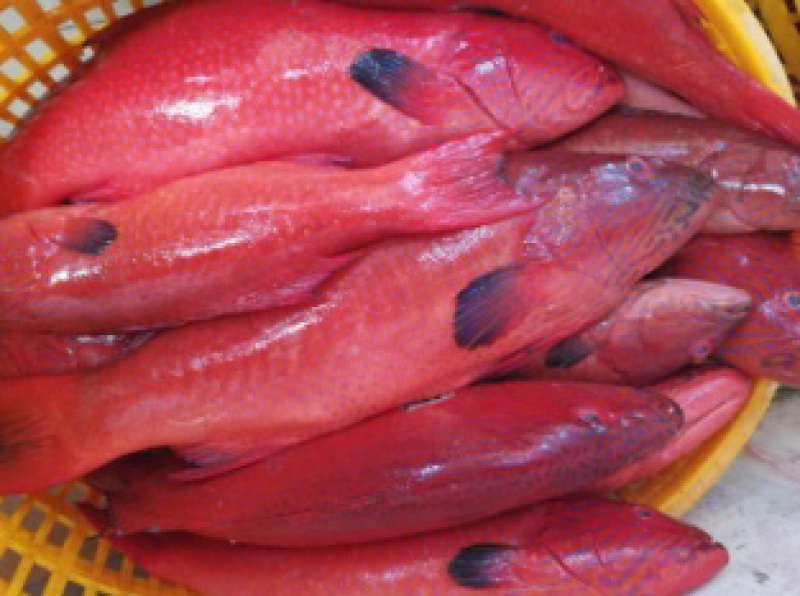 冰鲜花面斑